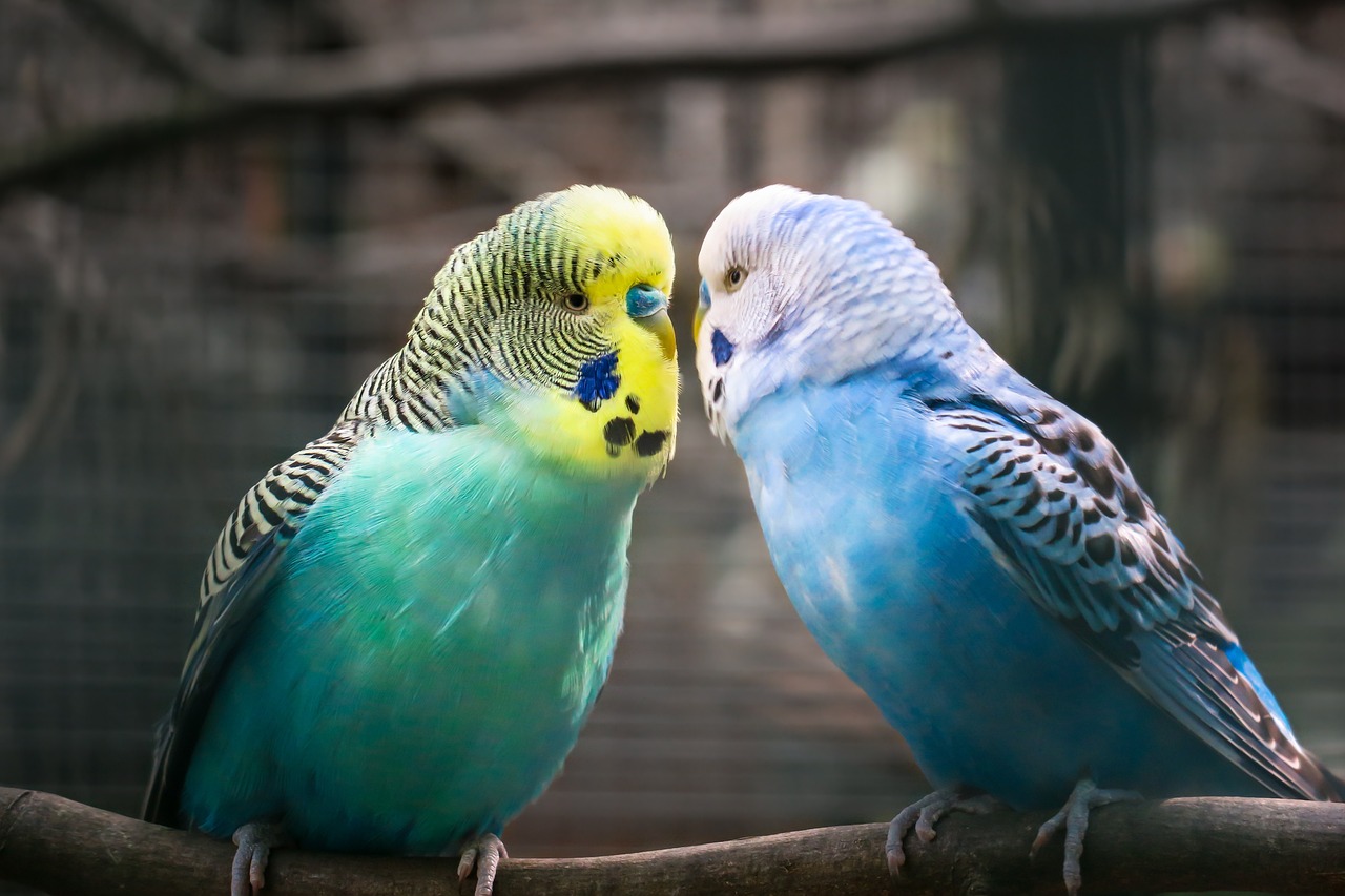 budgie, friendship, affection-4544624.jpg