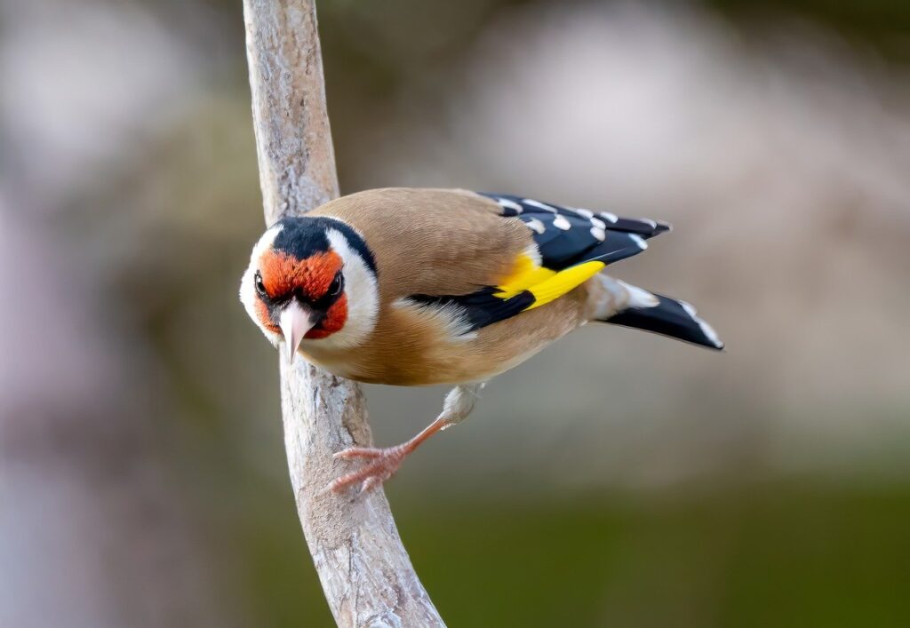 bird, goldfinch, ornithology-8554207.jpg