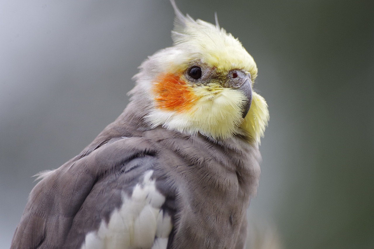 cockatiel, nature, parakeet-3846264.jpg