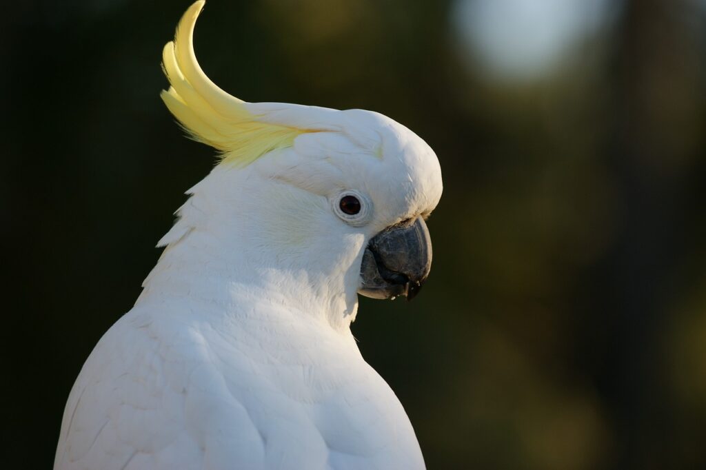 cockatoo, sulphur crested cockatoo, australia-583921.jpg