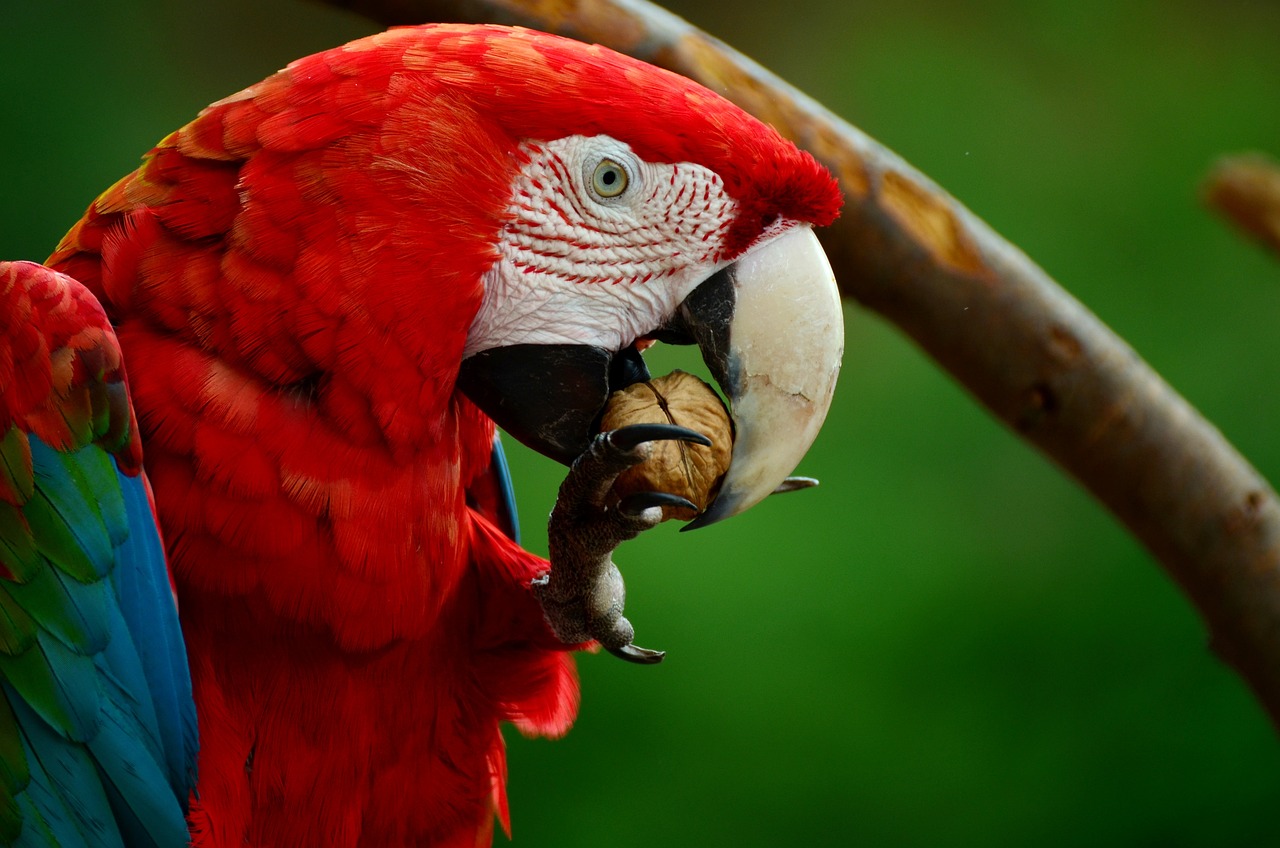 era, parrot, light red macaw-856574.jpg