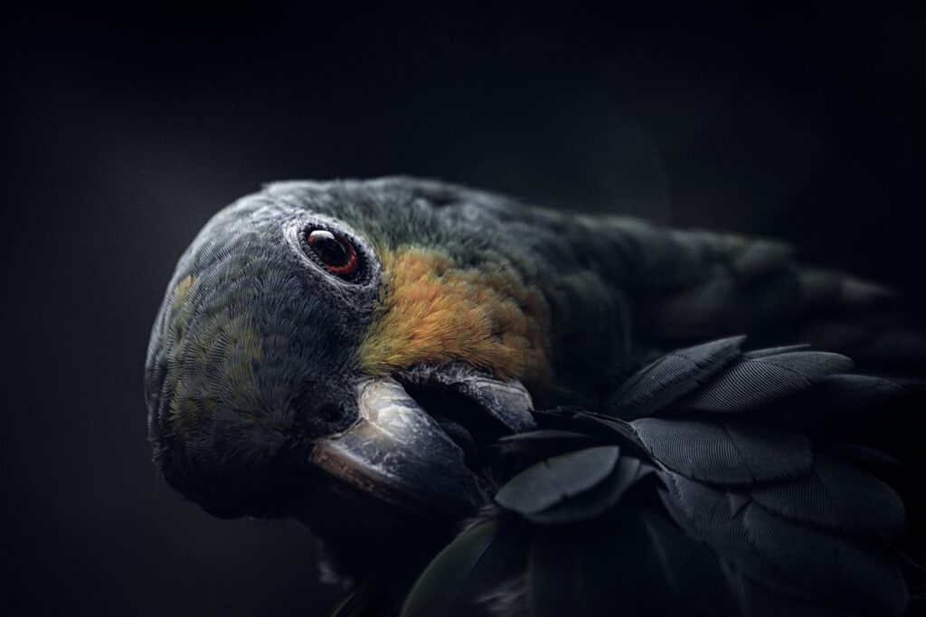 bird, parrot, tropical bird