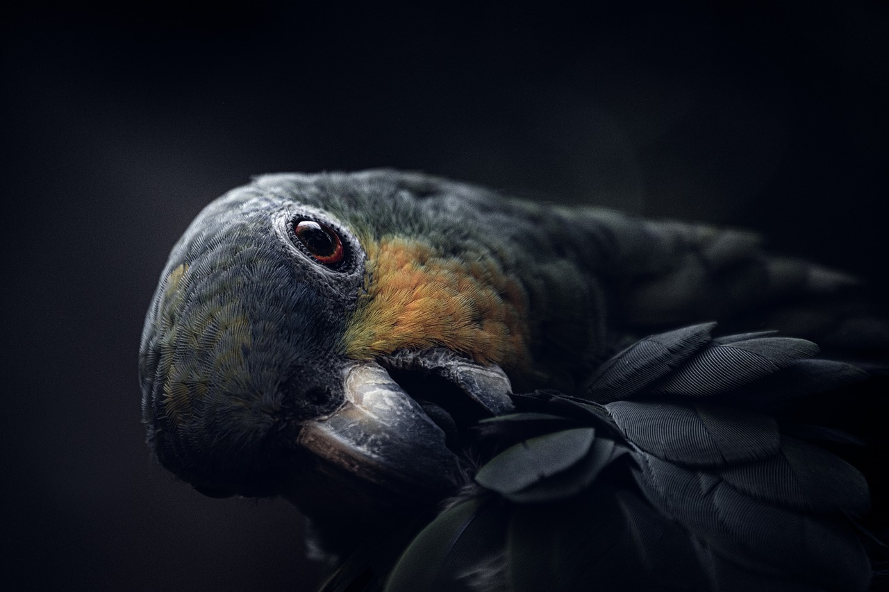 bird, parrot, tropical bird