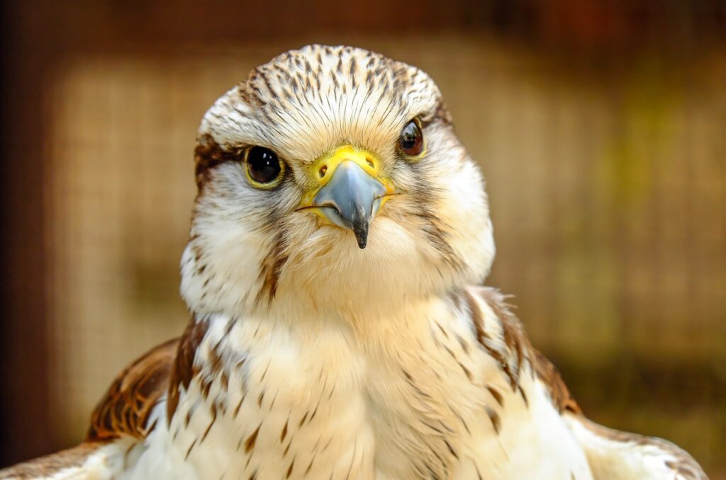 gyrfalcon, falcon, bird-2678684.jpg