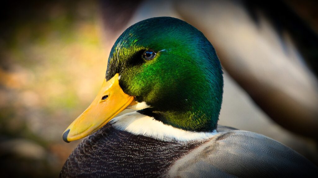 mallard, duck, bird-3747770.jpg