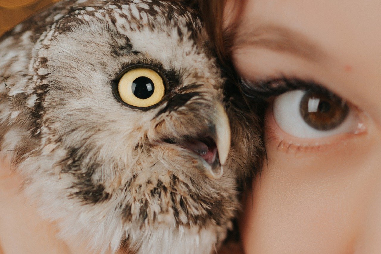 owl, eyes, bird-7958228.jpg