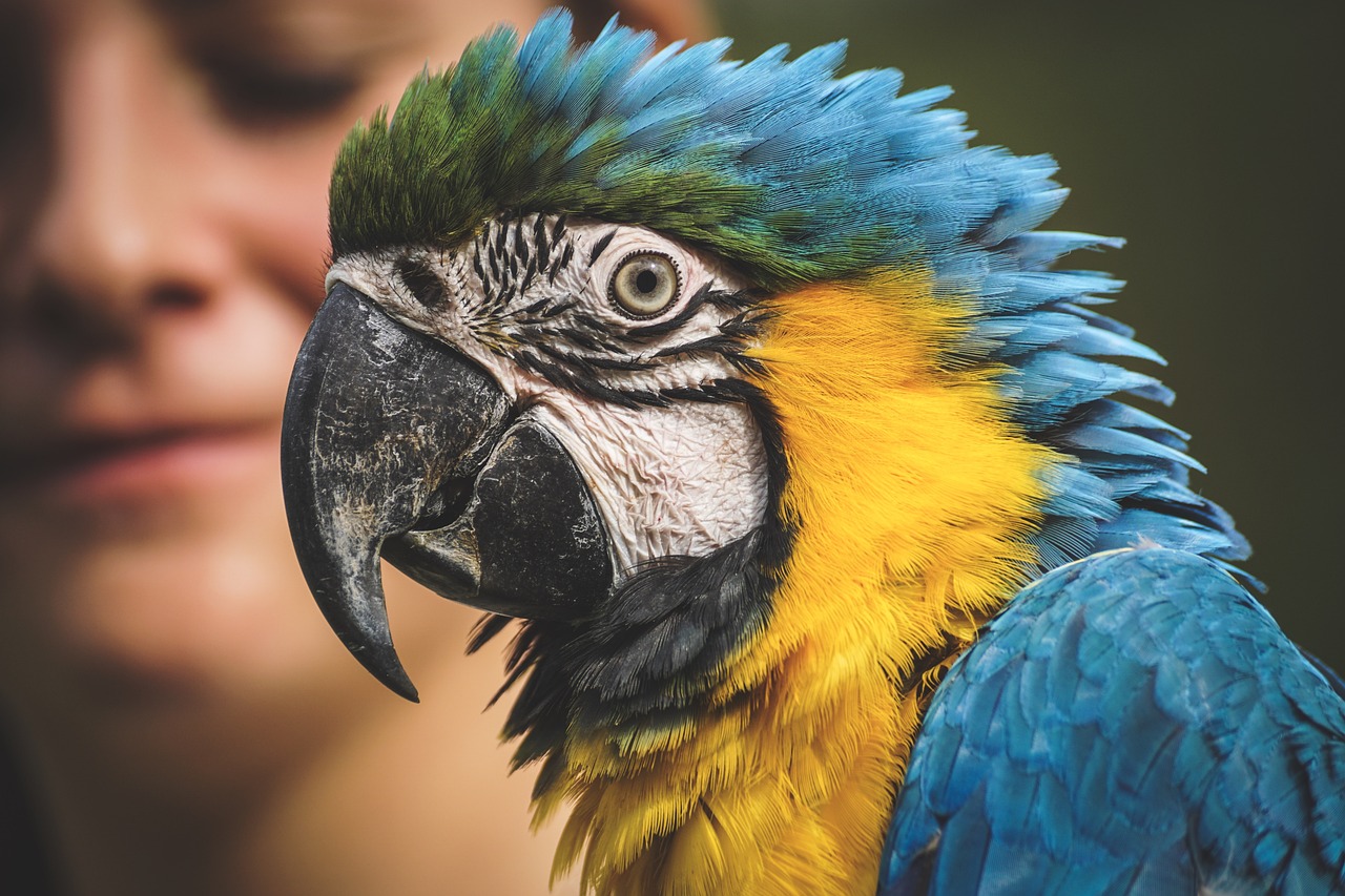 parrot, blue and yellow macaw, blue and gold macaw-3695678.jpg
