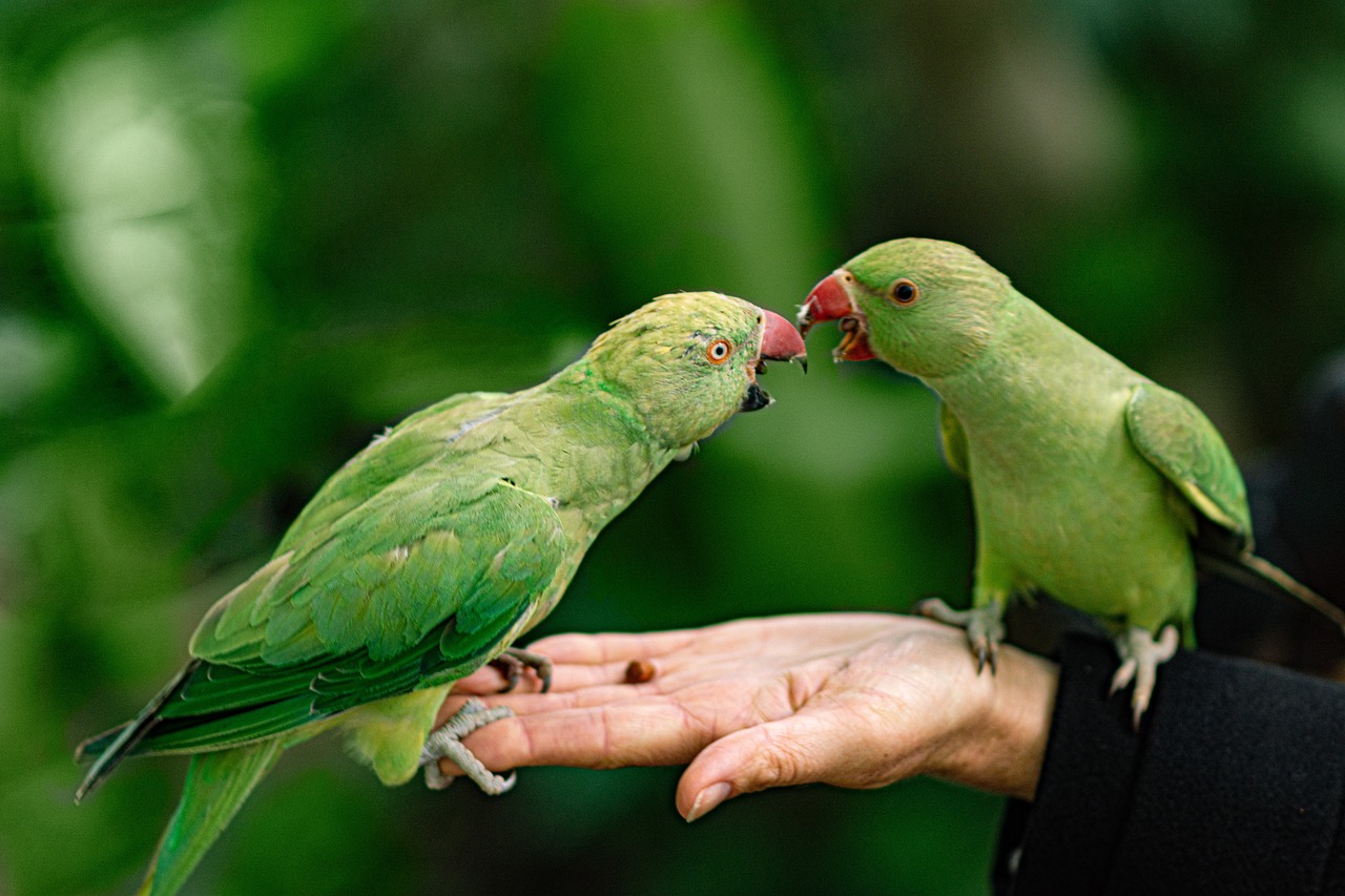 parrots, hand, park-5350976.jpg