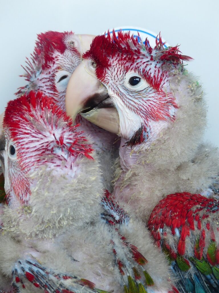 parrots, young birds, rearing-406796.jpg