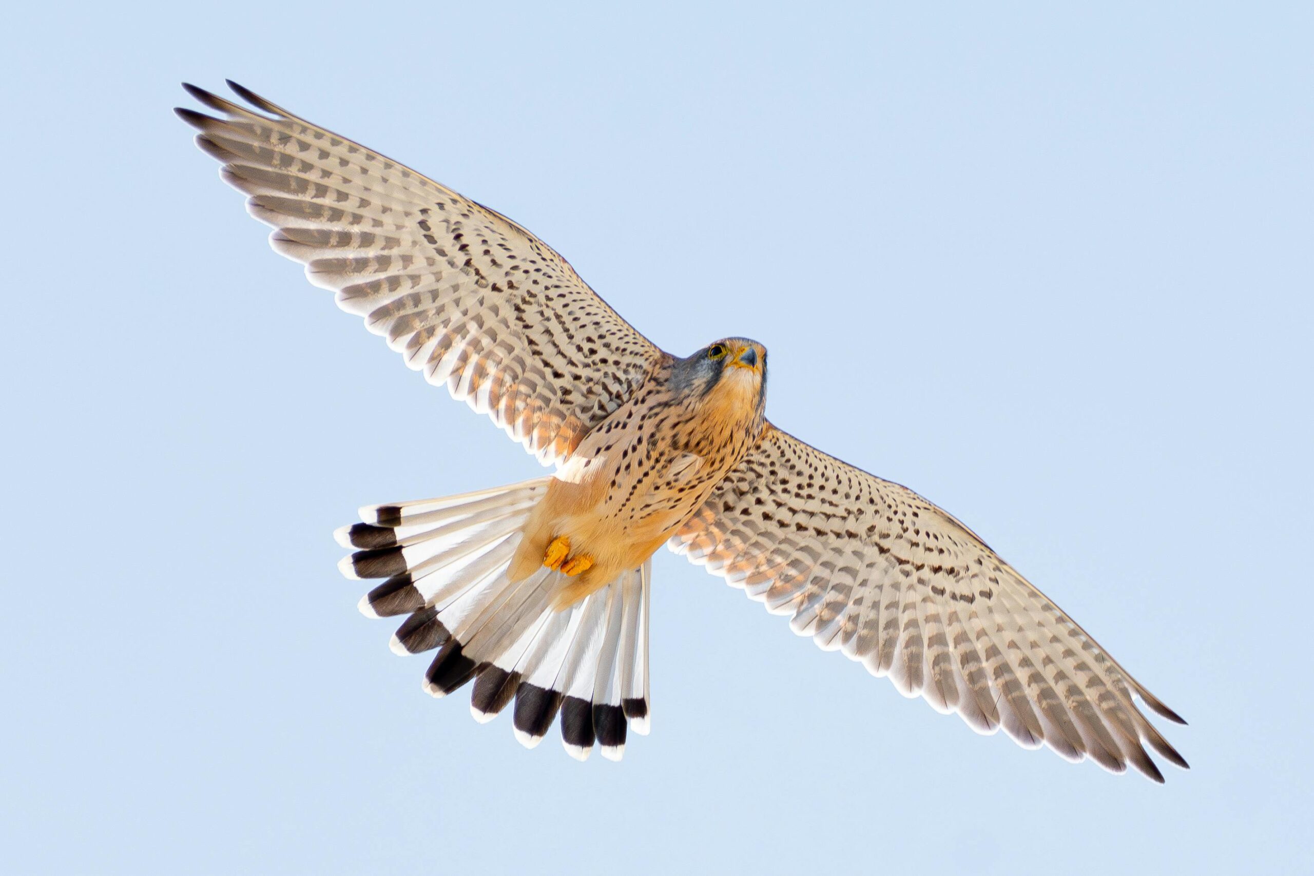 Kestrel Bird Flying
