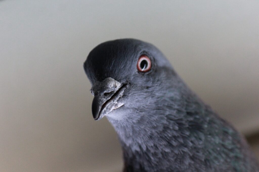 pidgeon, eye, looking-425672.jpg